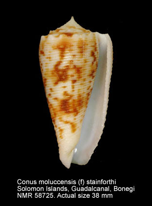 Conus moluccensis (f) stainforthii.jpg - Conus moluccensis (f) stainforthiiReeve,1843